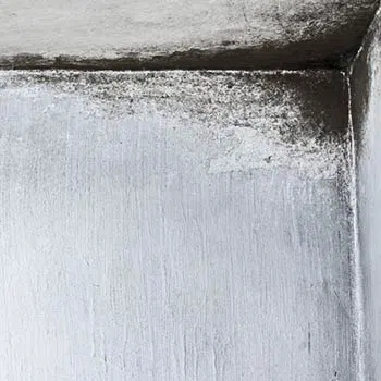 North Palm Beach Restoration Company North Palm Beach, FL 561-354-9986 - mold-remediation